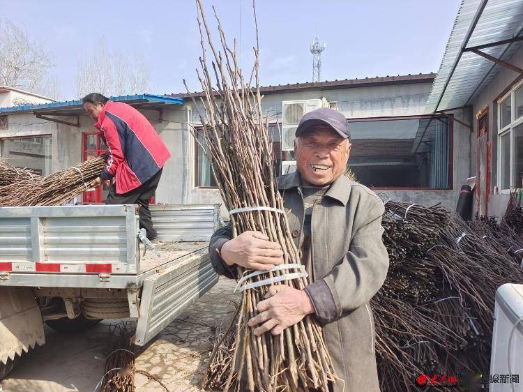 秒易贷苹果版:聊城市冠县甘官屯镇：改良梨树品种促增收，四万余枝条带来新希望